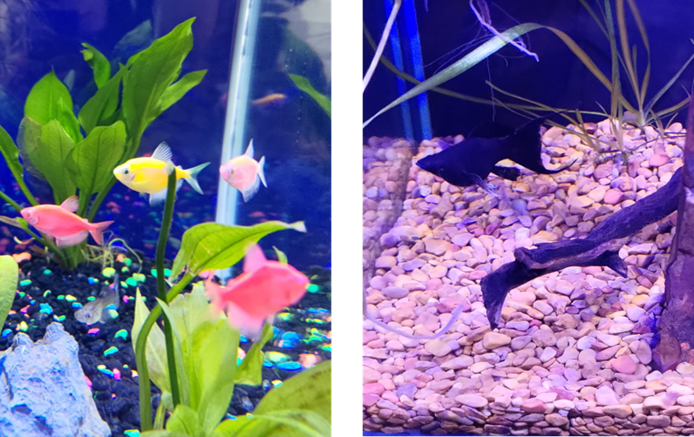 The real Science-Fish-Team.